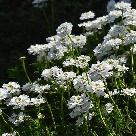 Iberis semp. 'Appen-Etz' Pot 9 cm
