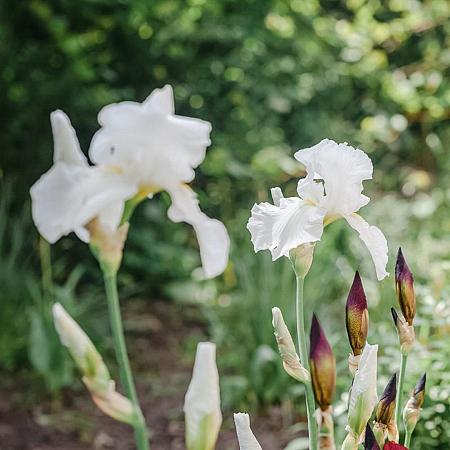 Iris (G) 'Christmas Angel' Pot 9 cm