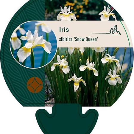 Iris sib. 'Snow Queen' Pot 9 cm