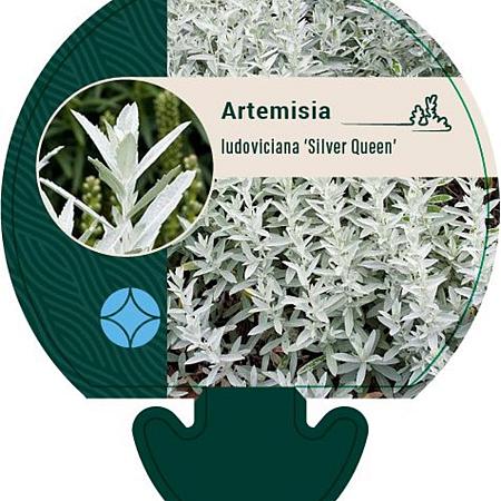 Artemisia lud. 'Silver Queen' Pot 9 cm
