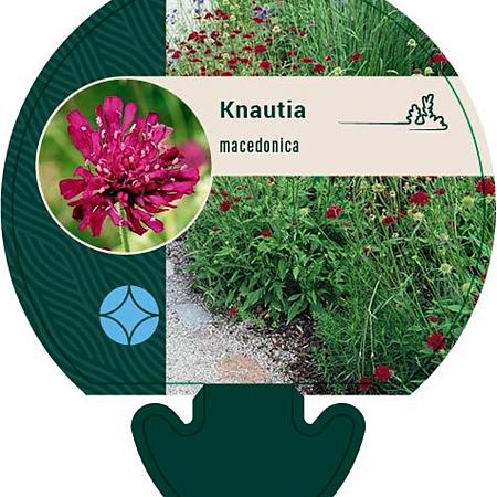 Knautia macedonica Pot 9 cm