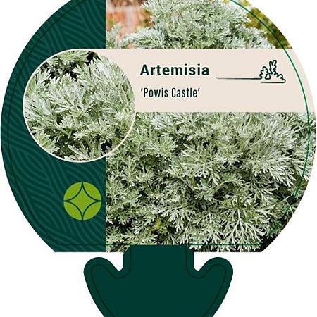 Artemisia 'Powis Castle' Pot 9 cm