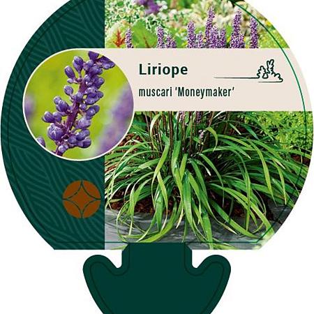 Liriope muscari 'Moneymaker' Pot 9 cm