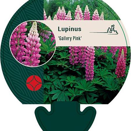 Lupinus 'Gallery Pink' Pot 9 cm