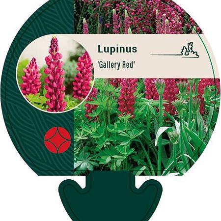 Lupinus 'Gallery Red' Pot 9 cm