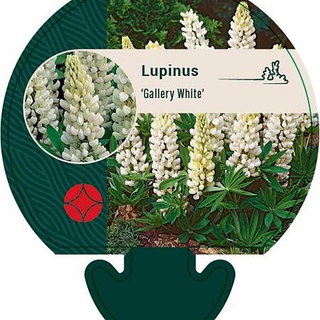 Lupinus 'Gallery White' Pot 9 cm
