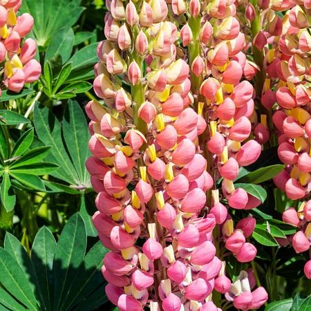 Lupinus 'The Chatelaine' Pot 9 cm