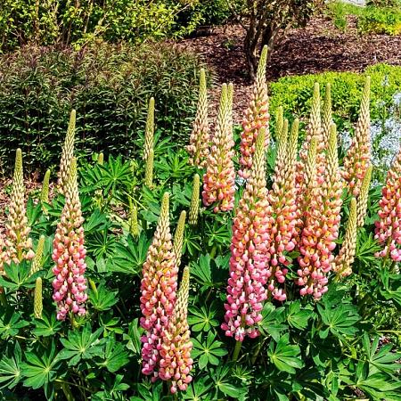 Lupinus 'The Chatelaine' Pot 9 cm