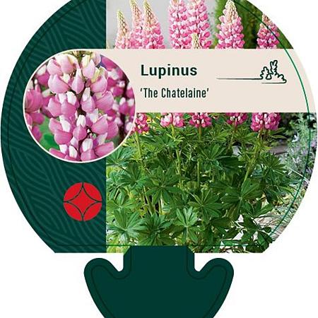 Lupinus 'The Chatelaine' Pot 9 cm