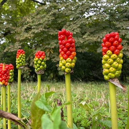 Arum italicum Pot 9 cm