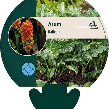 Arum italicum Pot 9 cm