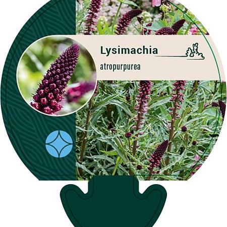Lysimachia atropurpurea Pot 9 cm