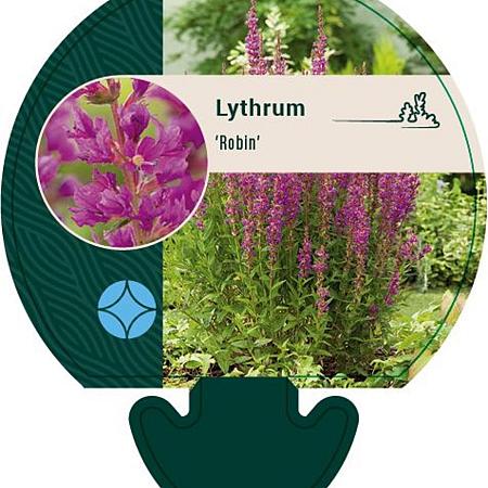 Lythrum Robin Pot 9 cm