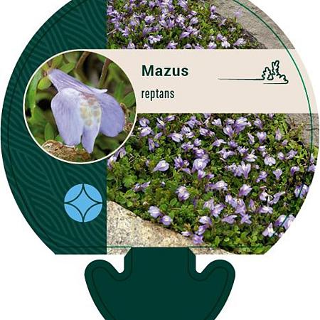 Mazus reptans Pot 9 cm