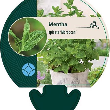 Mentha spicata 'Moroccan' Pot 9 cm