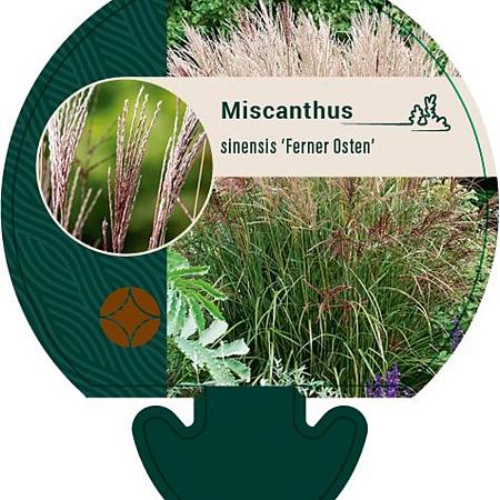 Miscanthus sin. 'Ferner Osten' Pot 9 cm