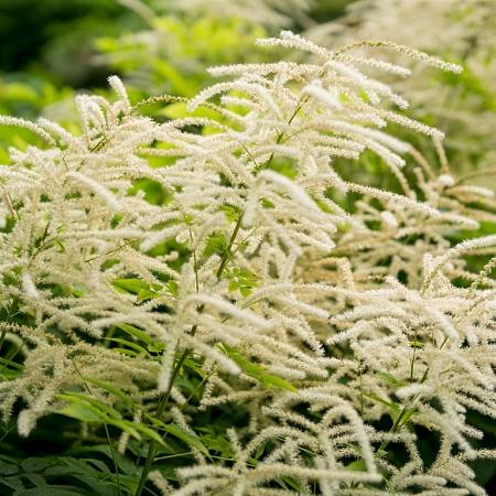 Aruncus aethusifolius Pot 9 cm