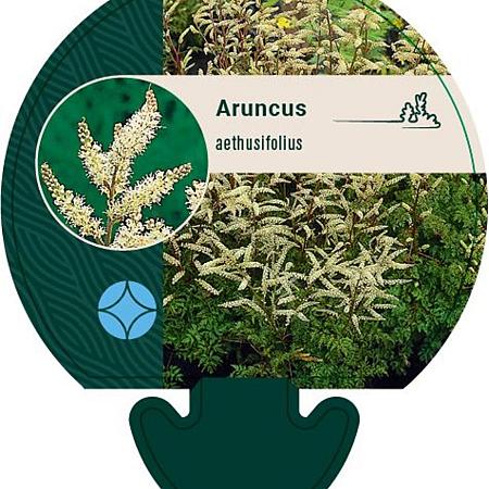 Aruncus aethusifolius Pot 9 cm