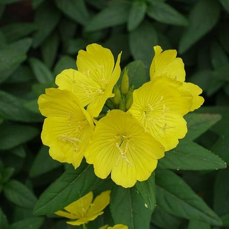 Oenothera fr. 'Fyrverkeri' Pot 9 cm