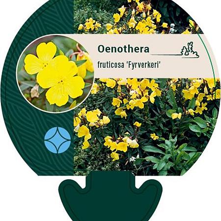 Oenothera fr. 'Fyrverkeri' Pot 9 cm