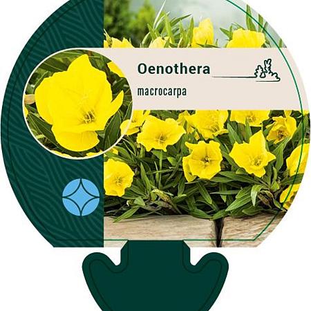 Oenothera macrocarpa Pot 9 cm