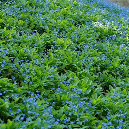 Omphalodes verna Pot 9 cm
