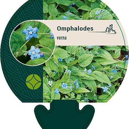 Omphalodes verna Pot 9 cm