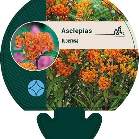Asclepias tuberosa Pot 9 cm