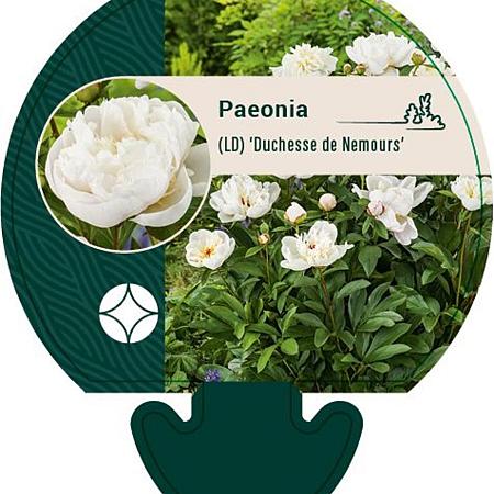Paeonia (LD) 'Duchesse de Nemours' Pot 11 cm