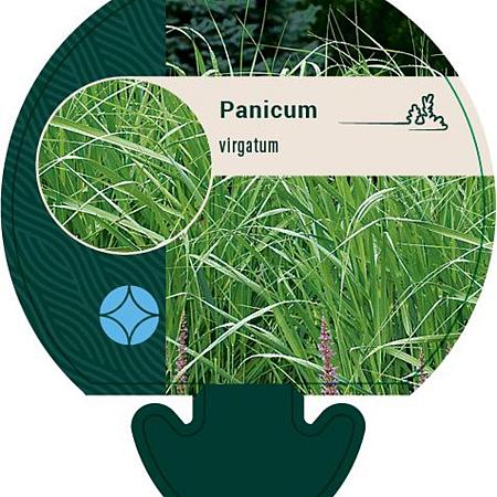 Panicum virgatum Pot 9 cm