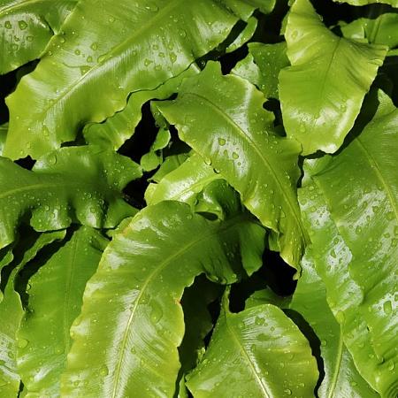 Asplenium scolopendrium Pot 9 cm