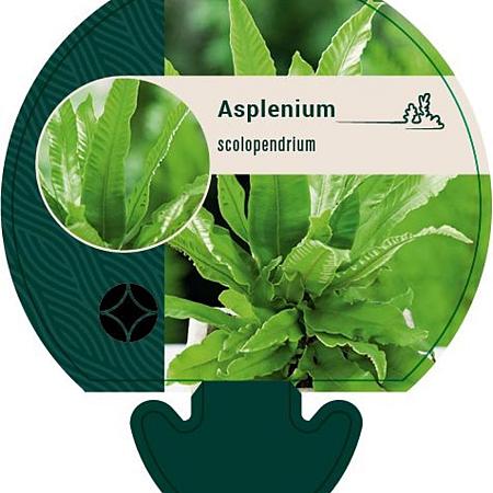 Asplenium scolopendrium Pot 9 cm
