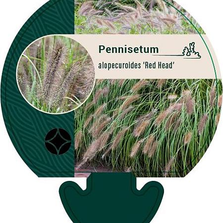 Pennisetum al. 'Red Head' Pot 9 cm