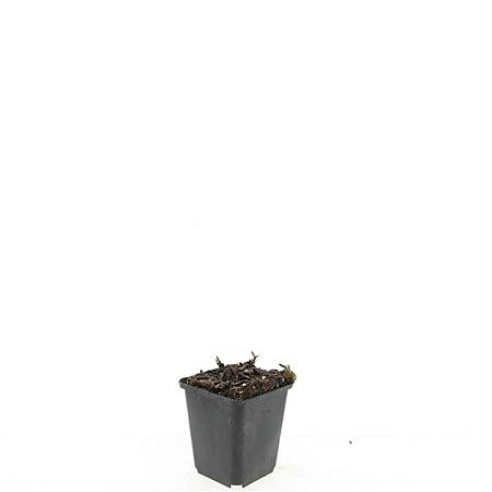 Aster ageratoides 'Ashvi' Pot 9 cm