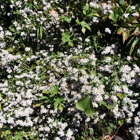 Aster ageratoides 'Ashvi' Pot 9 cm