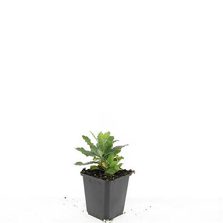 Aster ageratoides 'Ashvi' Pot 9 cm