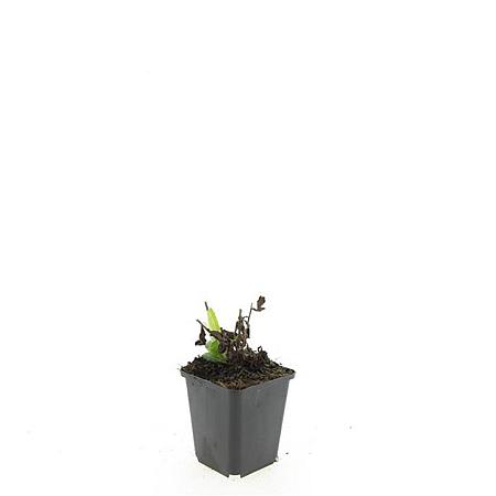 Aster ageratoides 'Ashvi' Pot 9 cm