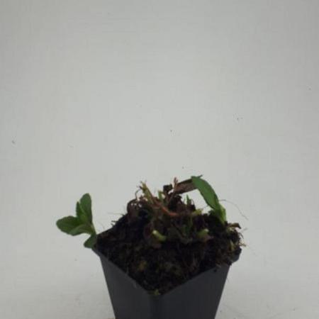Aster ageratoides 'Ashvi' Pot 9 cm
