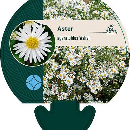 Aster ageratoides 'Ashvi' Pot 9 cm