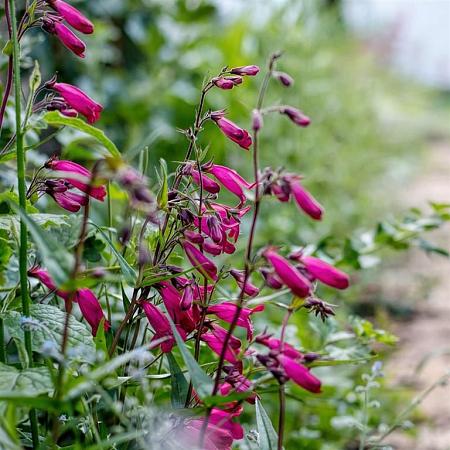 Penstemon 'Garnet' Pot 9 cm