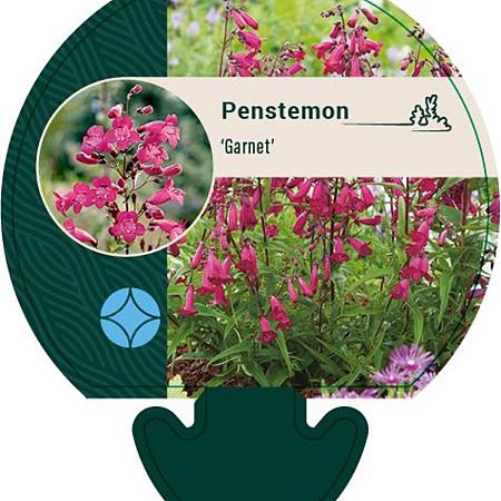 Penstemon 'Garnet' Pot 9 cm