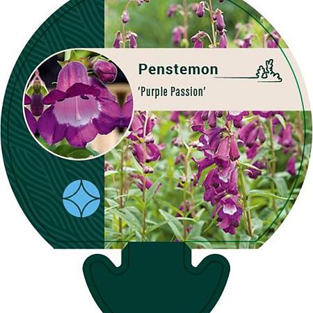 Penstemon 'Purple Passion' Pot 9 cm