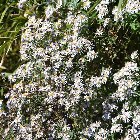 Aster ageratoides 'Asmo' Pot 9 cm