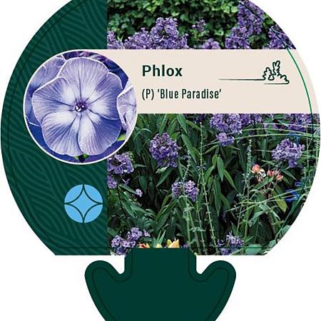 Phlox (P) 'Blue Paradise' Pot 9 cm