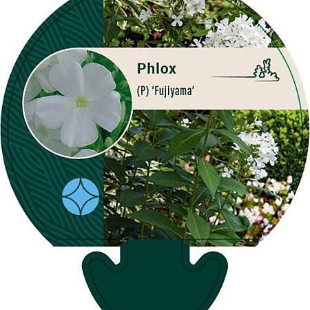 Phlox (P) 'Fujiyama' Pot 9 cm