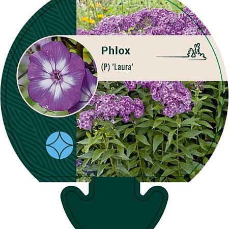 Phlox (P) 'Laura' Pot 9 cm
