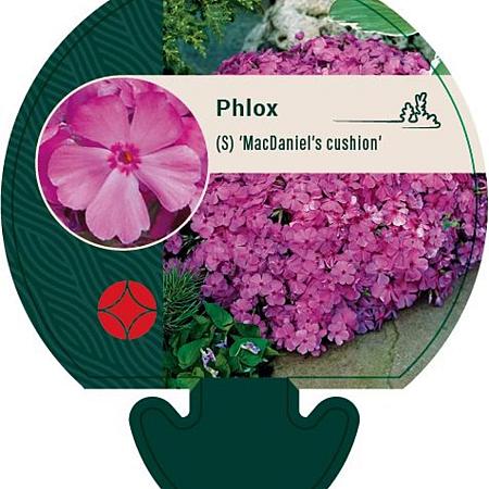Phlox (S) 'MacDaniel's Cushion' Pot 9 cm
