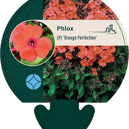 Phlox (P) 'Orange Perfection' Pot 9 cm