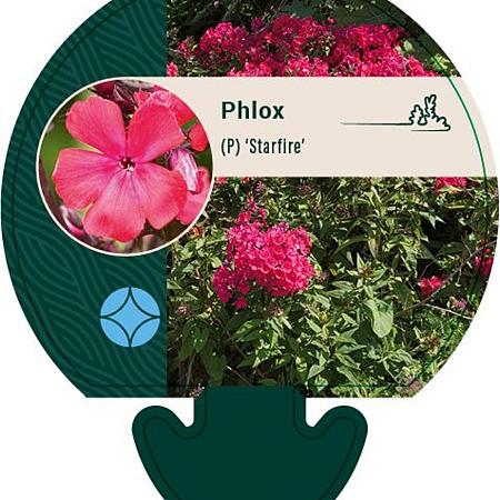 Phlox (P) 'Starfire' Pot 9 cm