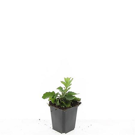 Aster ageratoides 'Asran' Pot 9 cm